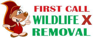 First Call Wildlife Removal